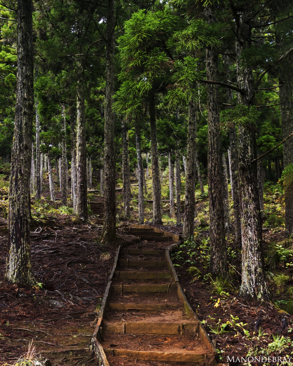 Début du sentier vers la Roche Écrite, marches bordées de cryptomerias