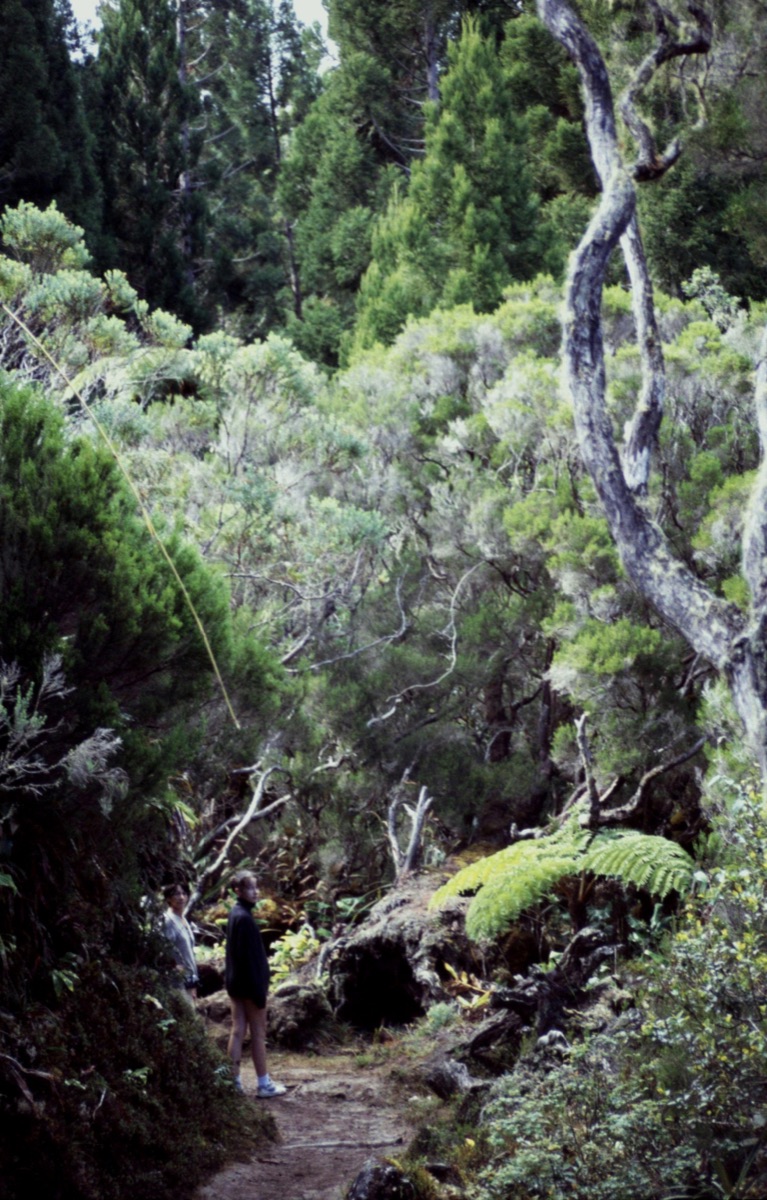 Sentier forestier vers la Roche Écrite avec randonneurs